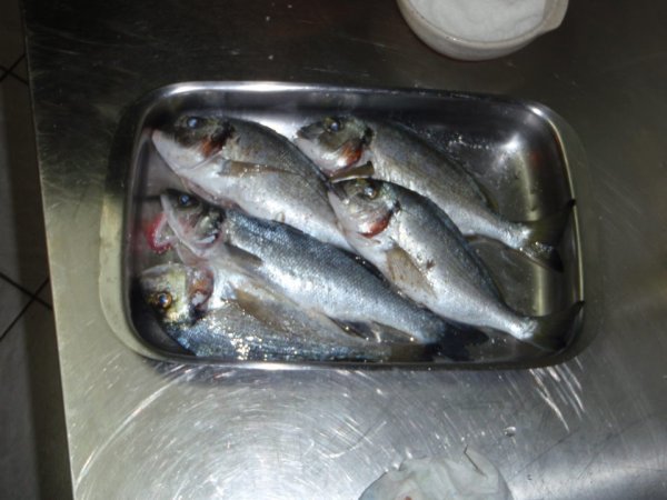 Mitja Vidovič - Galerija