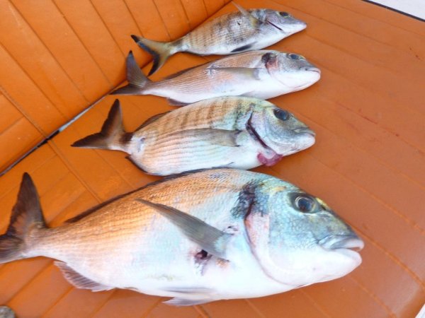 Robert Renninger - Galerija