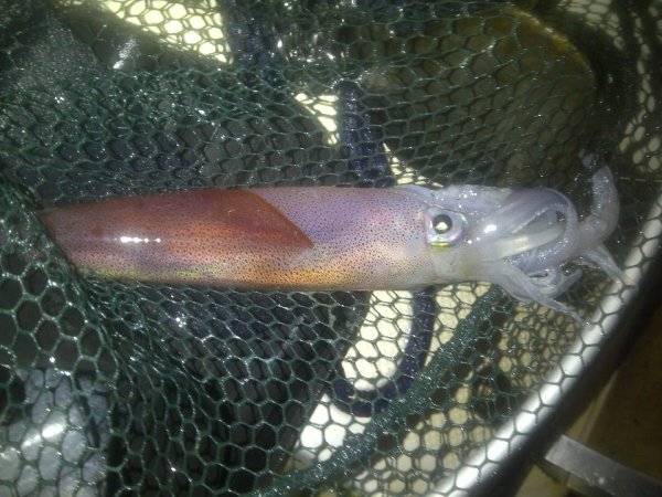 Robert Renninger - Galerija