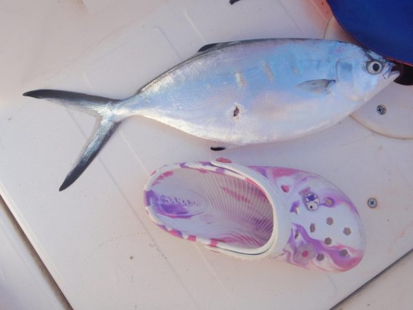 Mitja Vidovič - Galerija