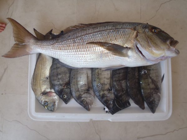 Mitja Vidovič - Galerija