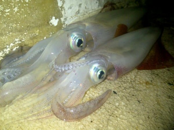 Robert Renninger - Galerija