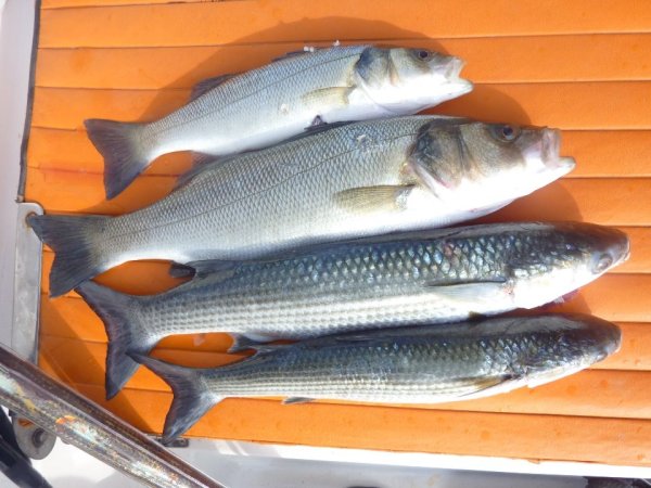 Robert Renninger - Galerija