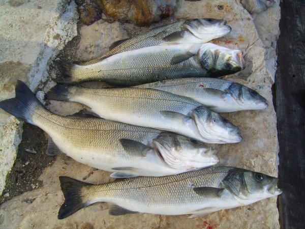 Robert Renninger - Galerija