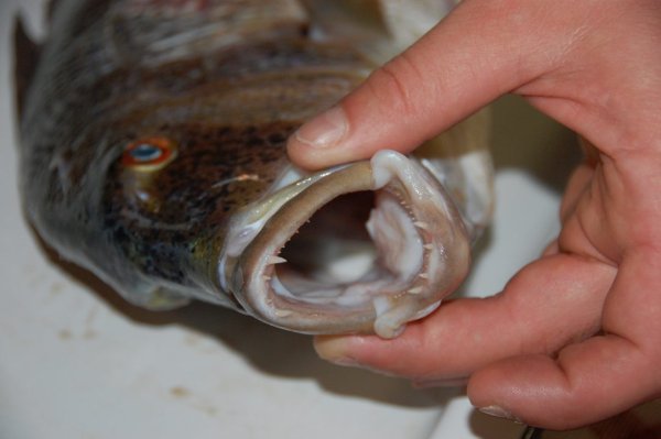 Mitja Vidovič - Galerija