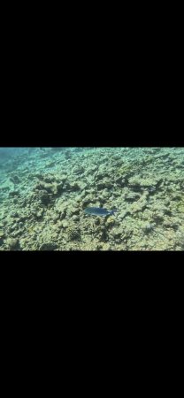 Andrej Jurak Maldivi