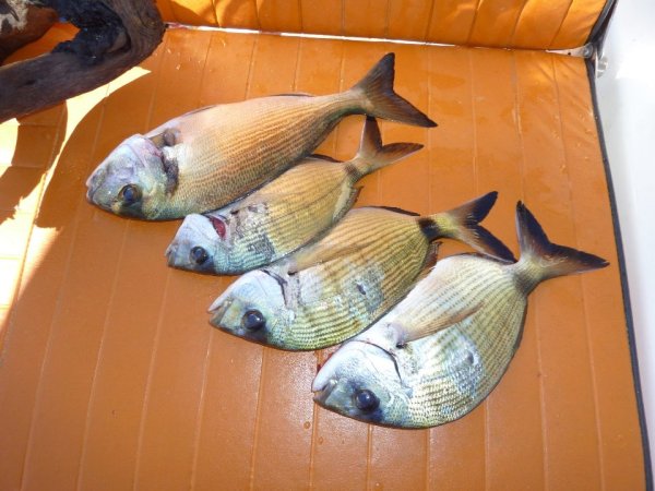 Robert Renninger - Galerija