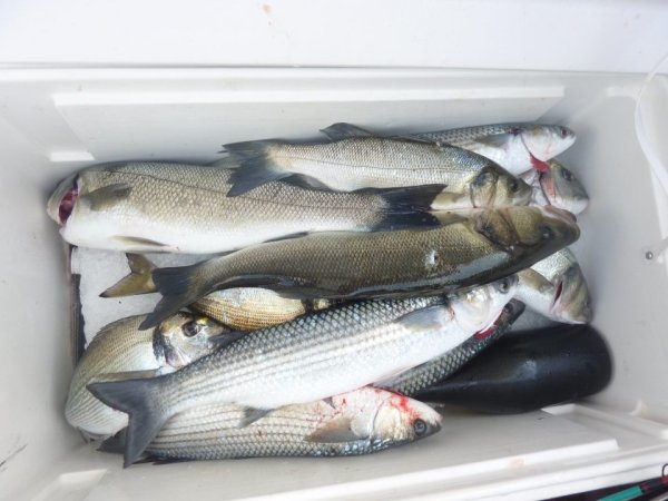 Robert Renninger - Galerija