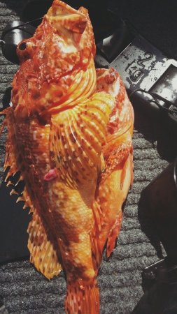 Tjulnjiada 2015 - Lov na Unijah