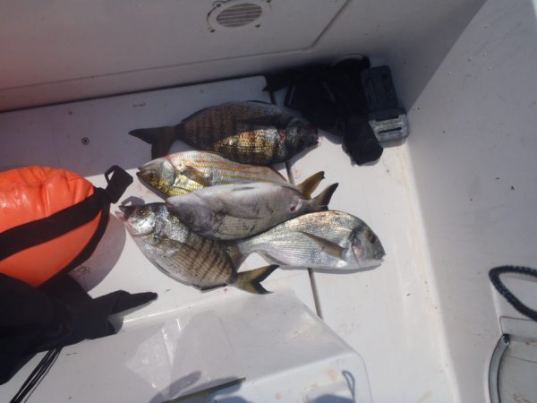 Mitja Vidovič - Galerija