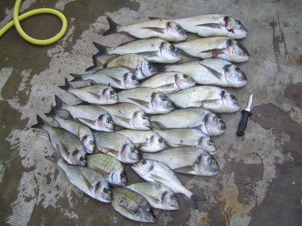 Robert Renninger - Galerija