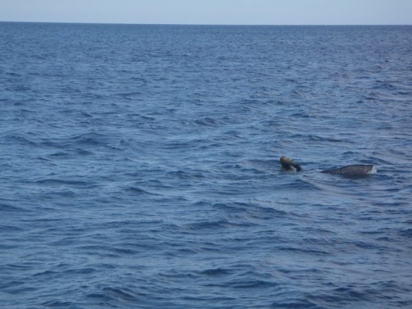 Mitja Vidovič - Galerija