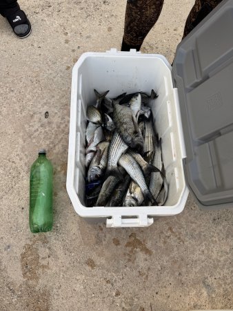 Jesenska Tjulnjiada 2025