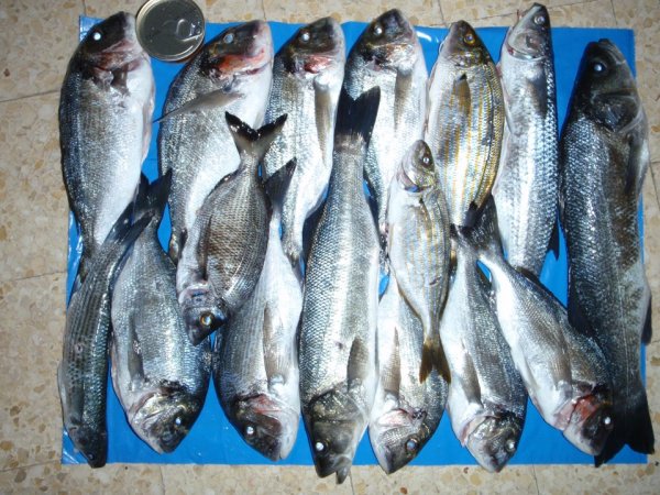 Mitja Vidovič - Galerija